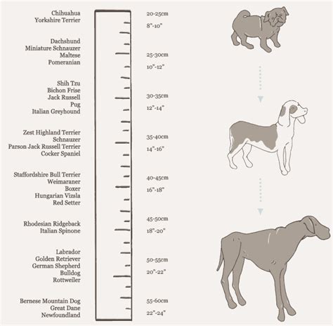 dog dick knot|What Is A Dog Knot